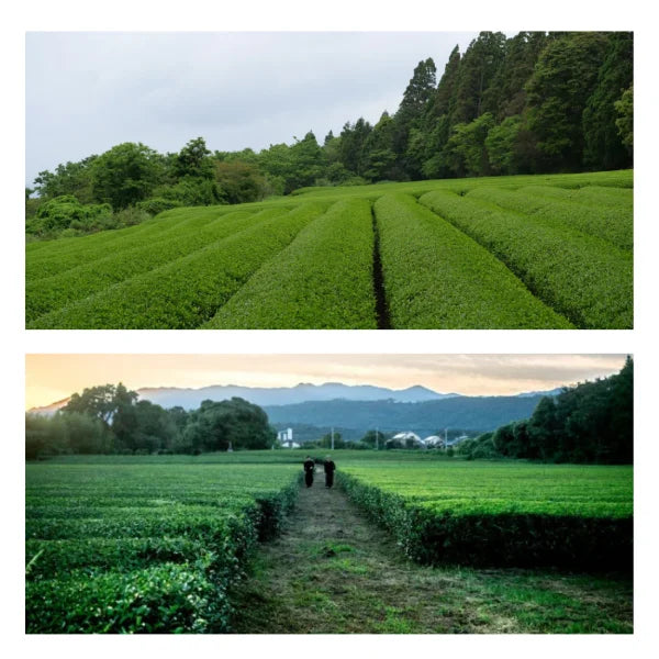 TÉ VERDE KAMAIRICHA procesado en wok MIYAZAKI 80 g