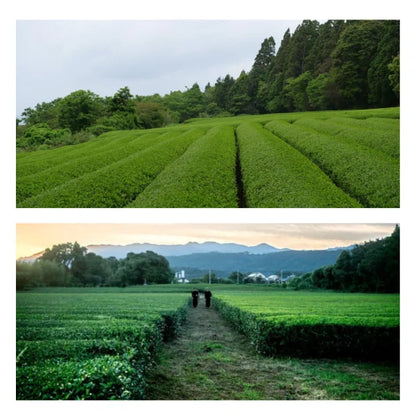 TÉ VERDE KAMAIRICHA procesado en wok MIYAZAKI 80 g